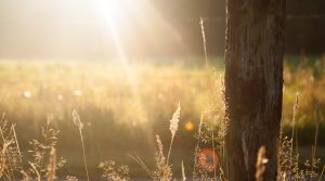 Preparing your Boiler for Summer